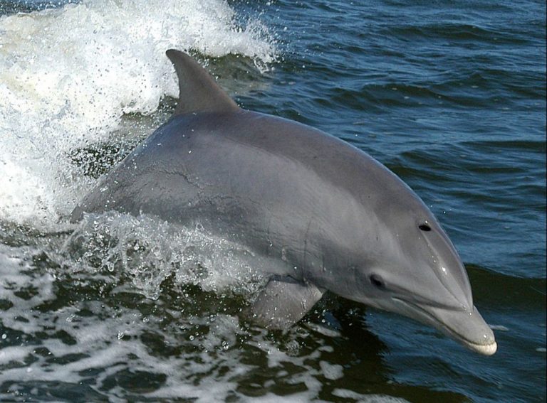 Species Profile: The Common Bottlenose Dolphin