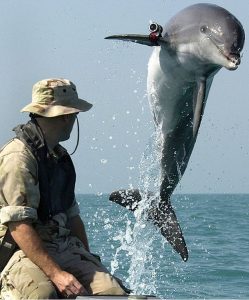 Common Bottlenose Dolphin Breaching Water