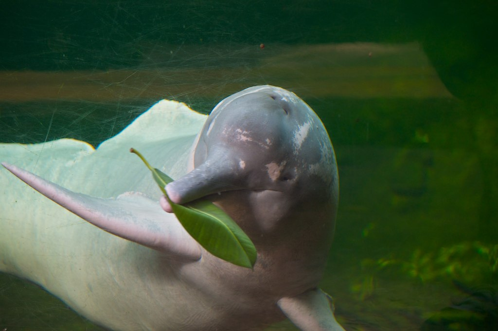 Male Amazon River Dolphin