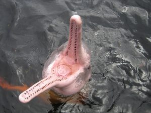 Amazon River Dolphin