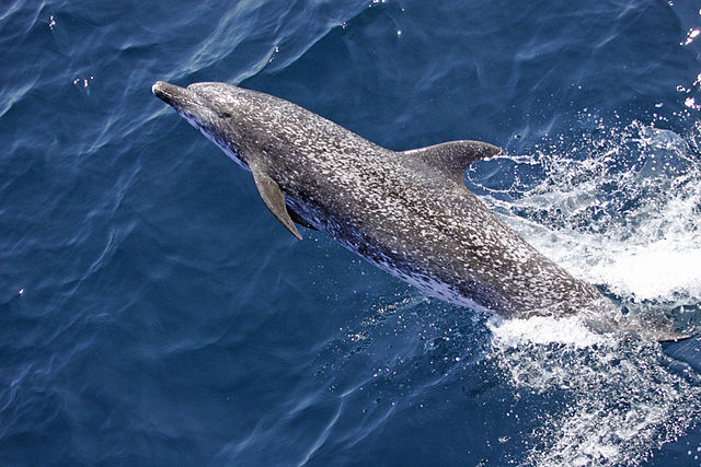 Species Profile: The Atlantic Spotted Dolphin