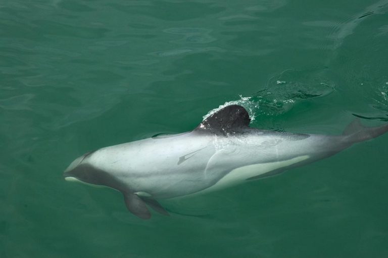 Species Profile: Hector’s Dolphin