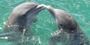 Two bottle nose dolphins: Dolphins in captivity