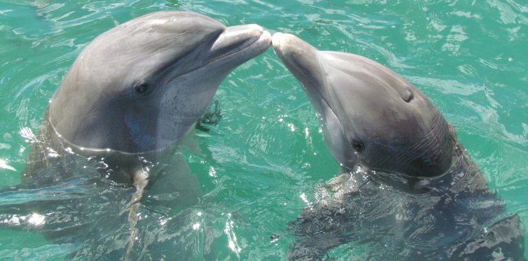 Dolphins In Captivity Right Or Wrong?