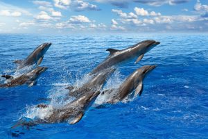 A Pod Dolphins: Differences between whales and dolphins