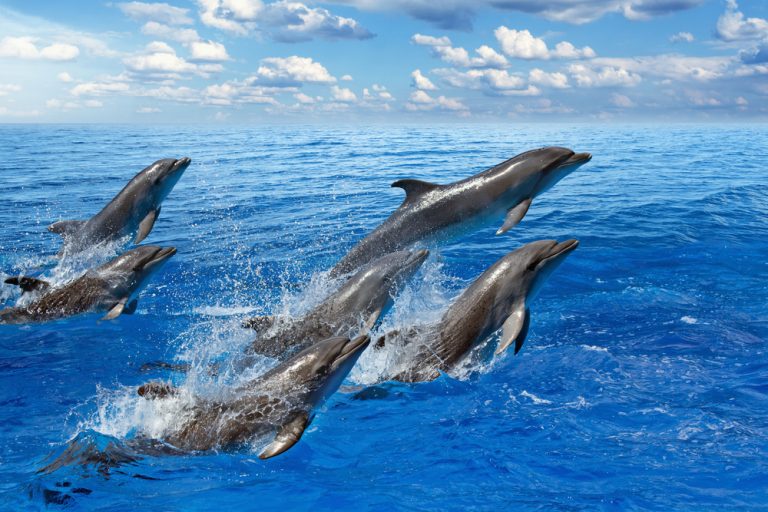 What Are The Differences Between Whales And Dolphins?