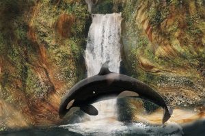 The Orca Whale Often Leaps Out of water