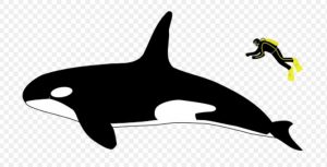 Illustration Comparing The Size Of An Orca Whale To A Human