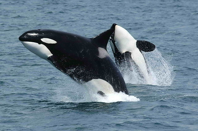 Orcas: Are They Whales Or Dolphins?