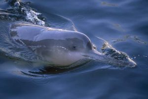 The Yangtze River Dolphin