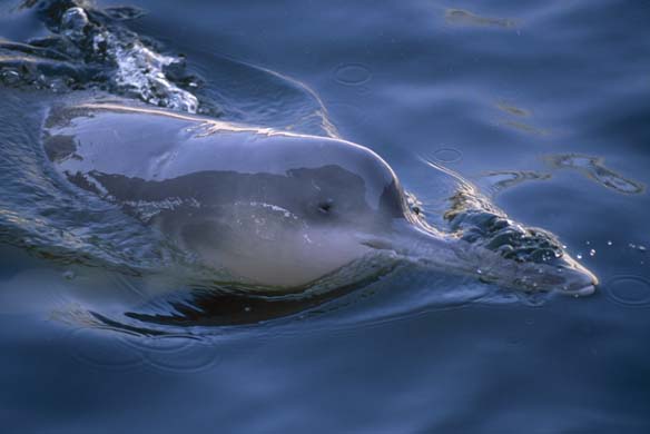 Is The Yangtze River Dolphin Extinct Or Not?