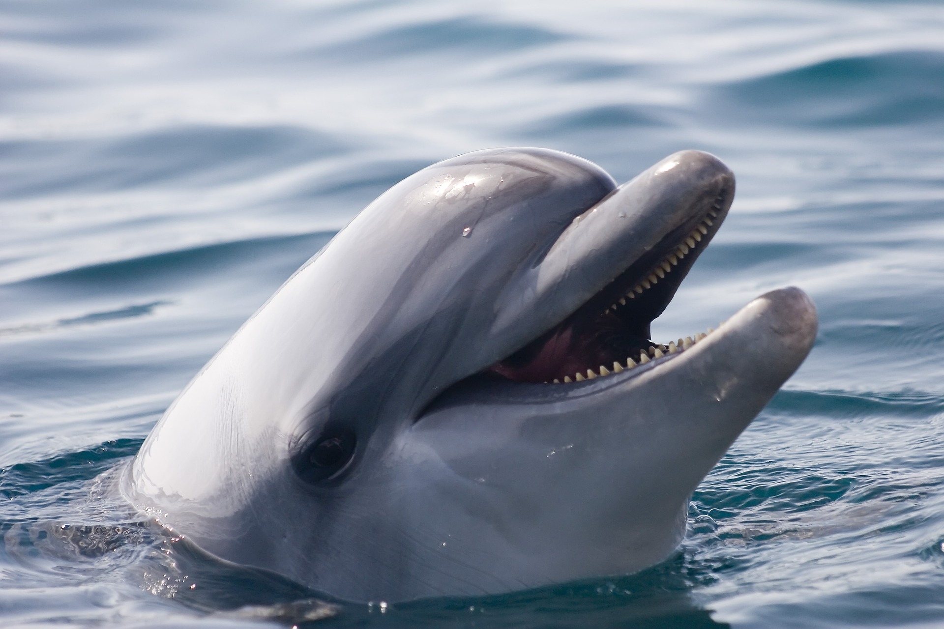 A Dolphin At Sea: Amazing Dolphin Facts
