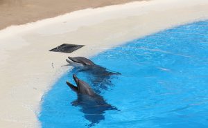 Dolphins at a dolphinarium: signs of stress in dolphins