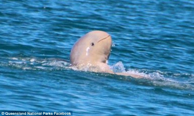 The Rare And Cute Snubfin Dolphins Of Australia