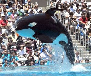 Sumar: Orca Deaths In Captivity