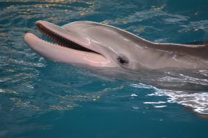 A Bottlenose Dolphin: Clever Ways Dolphins Hunt For Food