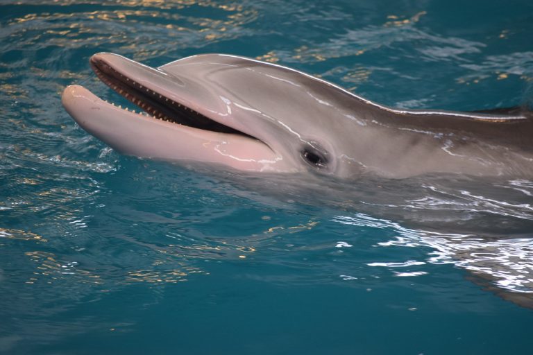 6 Clever Ways Dolphins Hunt For Food