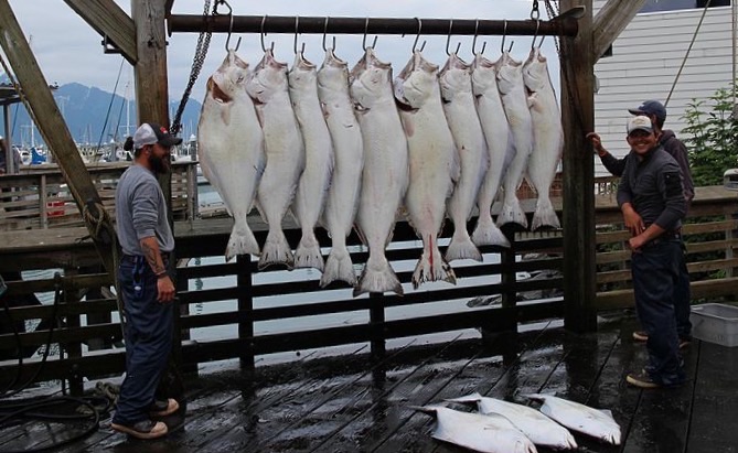 Halibut Catch: Killer Whales Staeling Fish