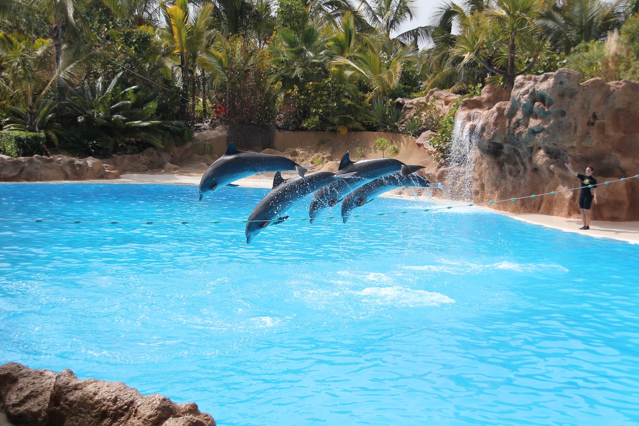 Dolphins On Display At Loro Parque, Tenerife, Spain: Facts about The Dolphin Captivity Industry