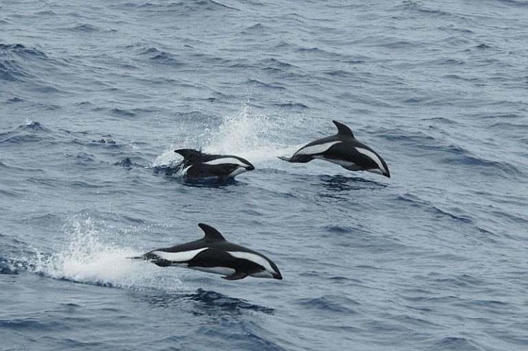 Species Profile: The Hourglass Dolphin