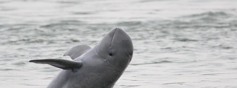 Species Profile: The Irrawaddy Dolphin