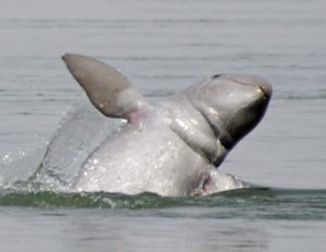 Irrawaddy Dolphin In The Mekong River