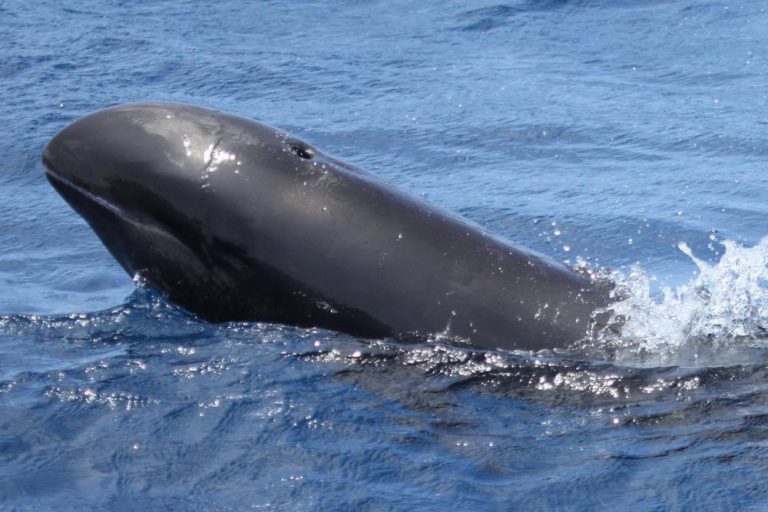 5 Of The Largest Dolphins That Are Also Called Whales