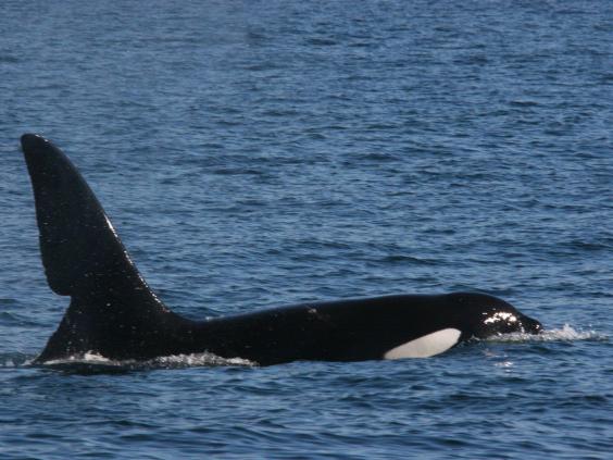A Very Grim Future For The Last Killer Whales in The UK