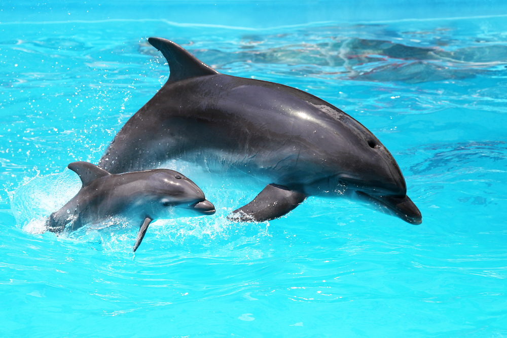 Mother Dolphin And A Calf: Dolphin Intelligence
