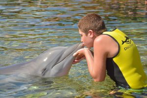 A Dolphin With A Boy: Dolphins saving people