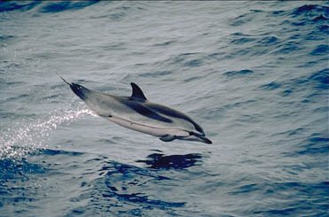 Striped Dolphin Leaping Out Of Water
