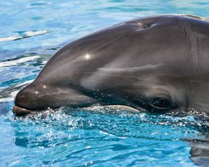 A Wholphin