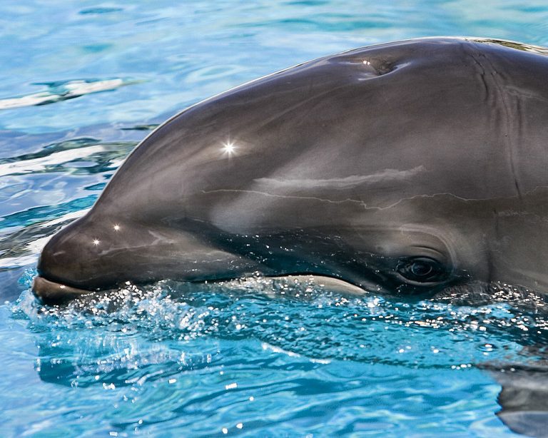The Wholphin: An Extremely Rare Hybrid Creature