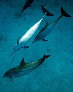 Pod of Atlantic Spotted Dolphins