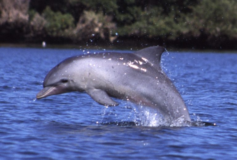 Species Profile: The Indo-Pacific Bottlenose Dolphin