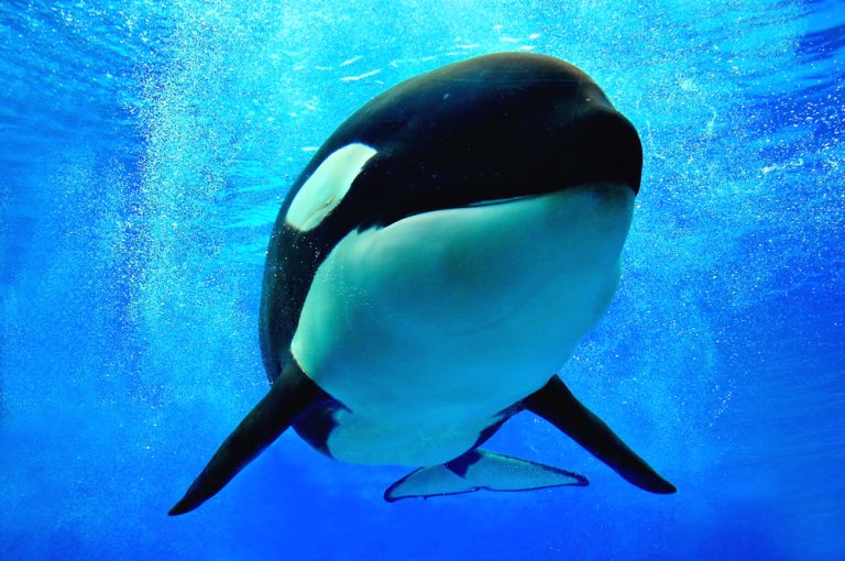 Viral Killer Whale Video: 7 Of The Best Ever