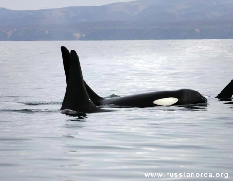 The Russian Business Of Killer Whale Trade