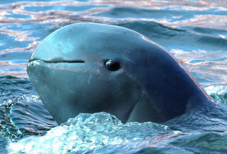 The “Smiling” Irrawaddy Dolphin of Myanmar Is Being Hunted Into Extinction