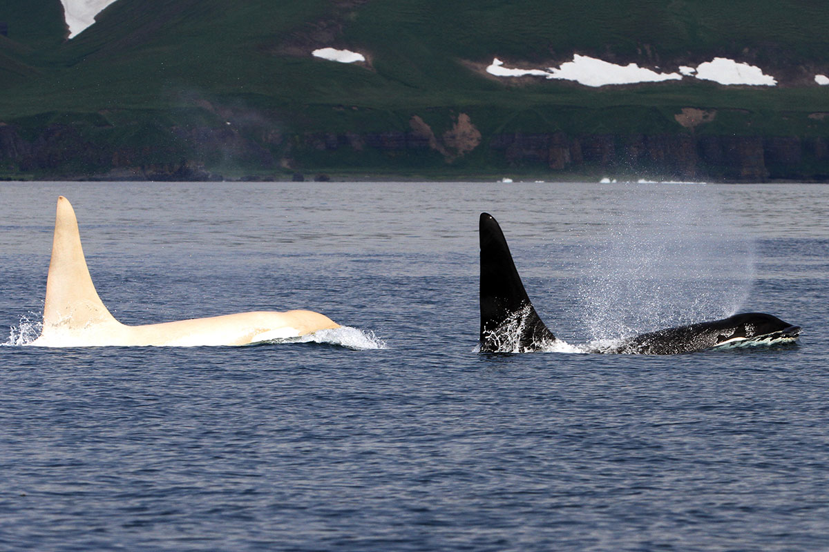 White killer whale