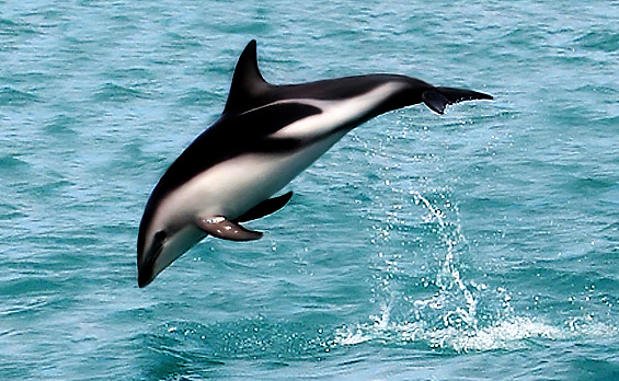Species Profile: The Dusky Dolphin