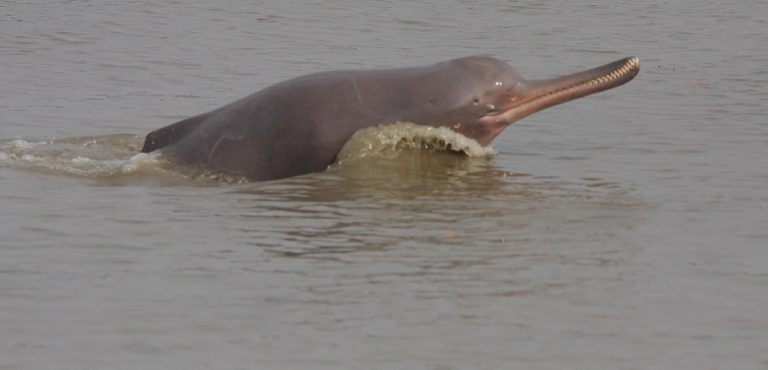 Species Profile: The South Asian River Dolphin