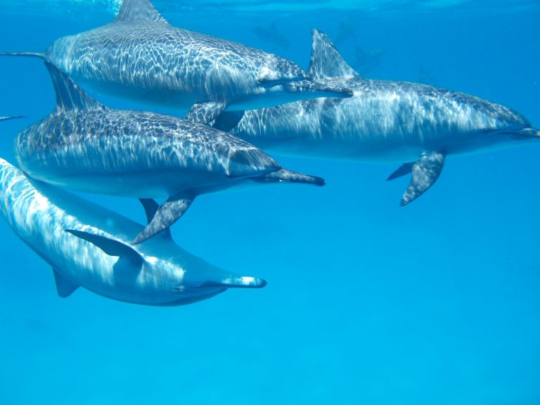 Dolphin Pods: What Are They Really All About?