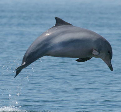 Species Profile: The Guiana Dolphin