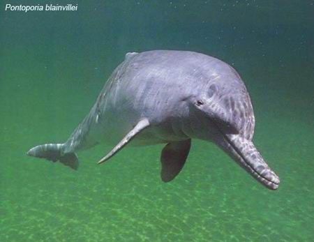Species Profile: The La Plata Dolphin