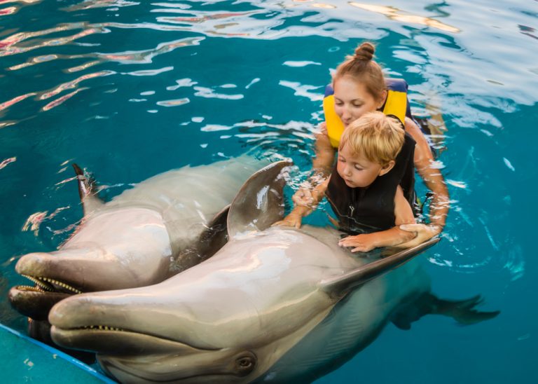 Swimming With Dolphins: Here Are Some Pros And Cons To Note