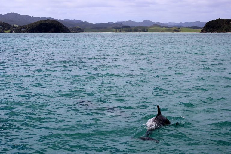 1,400 white-sided dolphins killed in Faroe Islands