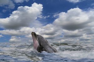 oldest bottlenose dolphin