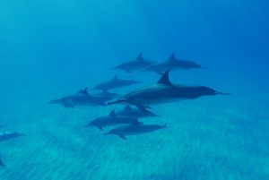 hawaii spinner dolphins