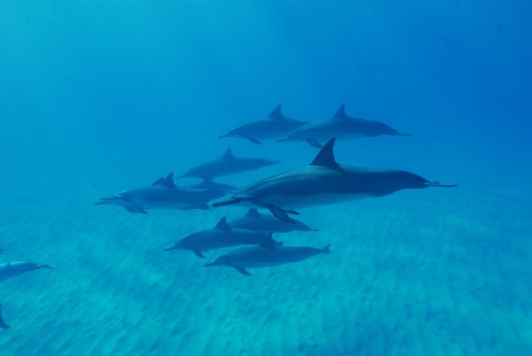 Protecting Spinner Dolphins in Hawaii
