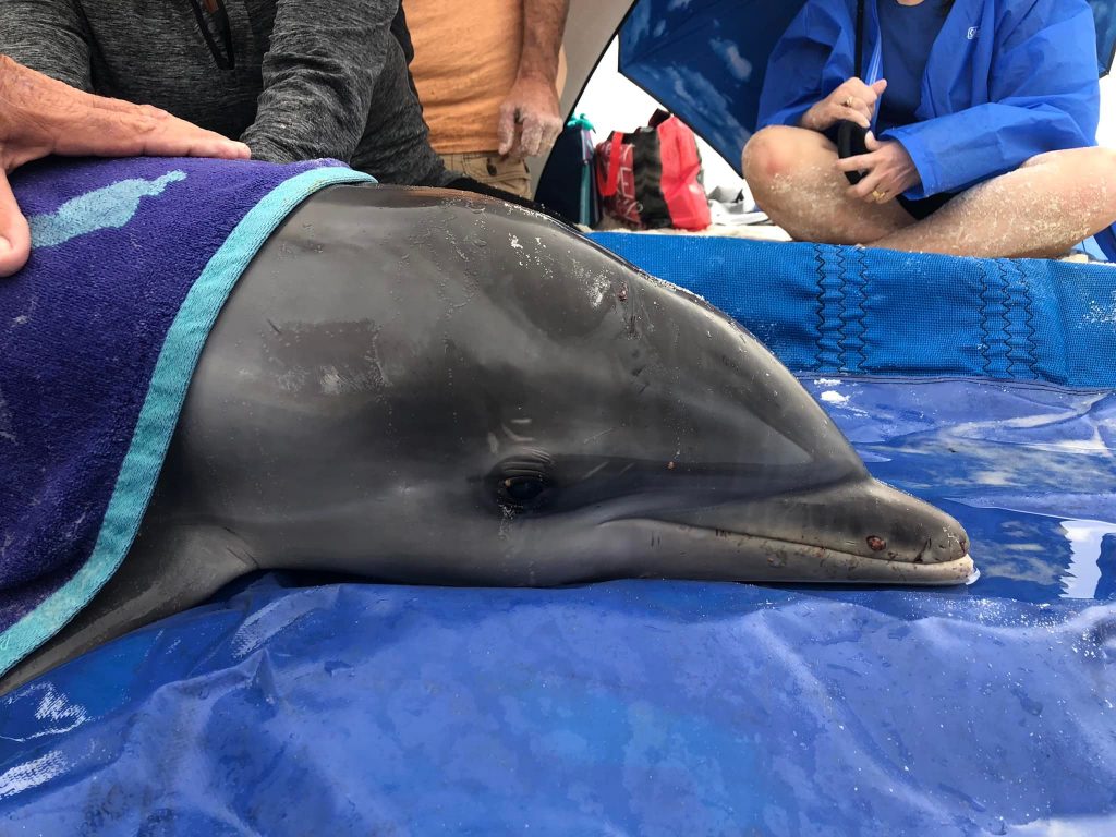 rescued dolphin